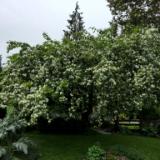 Ornamental Crabapple Planted 1970