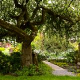 Crabapple Tree Garden