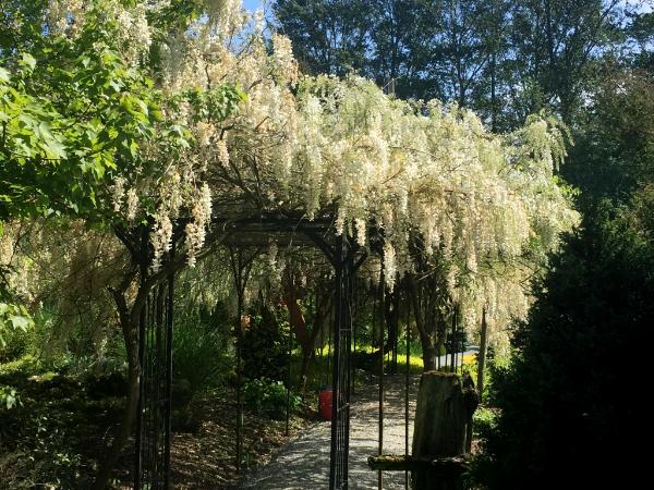 Wisteria Walkway