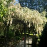 Wisteria Walkway