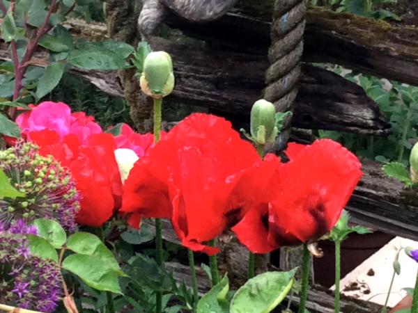 Our Favorite Red Poppies Against Split Rail Fence