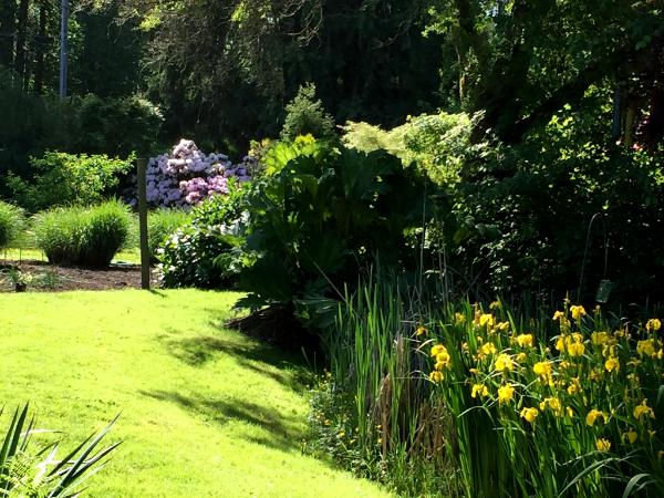 Pond Area with River Iris