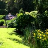 Pond Area with River Iris