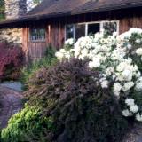 View of Rhododendron and House